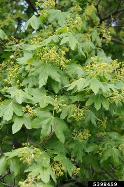 hedge maple, Acer campestre  (Sapindales: Aceraceae) - 5398459