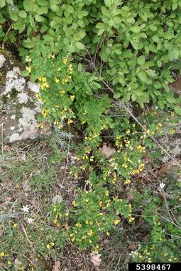 hippocrepis, Hippocrepis emerus  (Fabales: Fabaceae (Leguminosae)) - 5398467