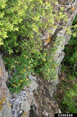 hippocrepis, Hippocrepis emerus  (Fabales: Fabaceae (Leguminosae)) - 5398468