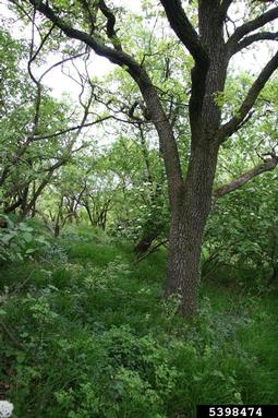 sessile oak, Quercus petraea  (Fagales: Fagaceae) - 5398474