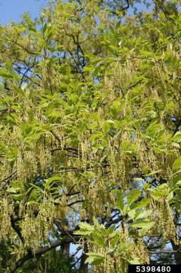 European turkey oak, Quercus cerris  (Fagales: Fagaceae) - 5398480