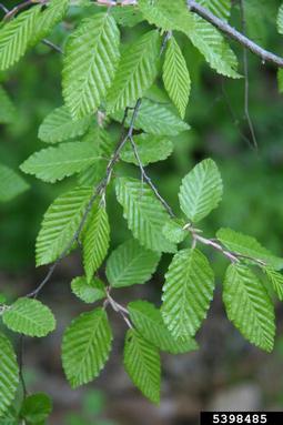 Oriental hornbeam, Carpinus orientalis  (Fagales: Betulaceae) - 5398485