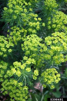 cypress spurge, Euphorbia cyparissias  (Euphorbiales: Euphorbiaceae) - 5398491