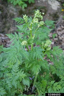 wild chervil, Anthriscus sylvestris  (Apiales: Apiaceae) - 5398493