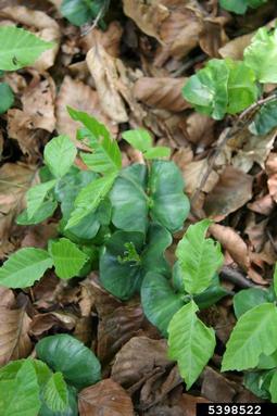 European beech, Fagus sylvatica  (Fagales: Fagaceae) - 5398522