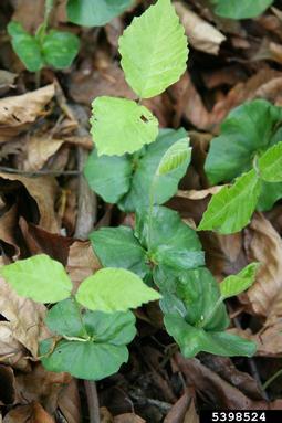 European beech, Fagus sylvatica  (Fagales: Fagaceae) - 5398524