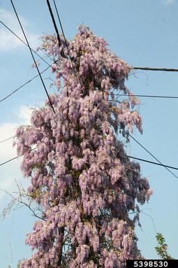 Chinese wisteria, Wisteria sinensis  (Fabales: Fabaceae (Leguminosae)) - 5398530