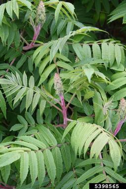 staghorn sumac, Rhus typhina  (Sapindales: Anacardiaceae) - 5398565
