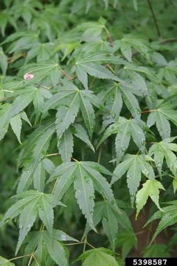 Japanese maple, Acer palmatum  (Sapindales: Aceraceae) - 5398587