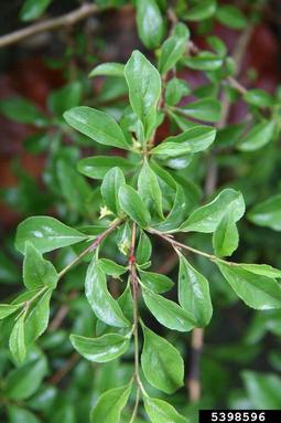 rock buckthorn, Rhamnus saxatilis  (Rhamnales: Rhamnaceae) - 5398596