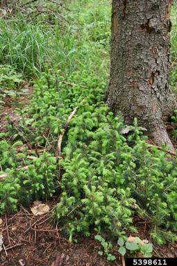 Norway spruce, Picea abies  (Pinales: Pinaceae) - 5398611