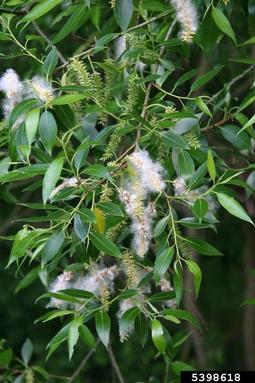 crack willow, Salix fragilis  (Salicales: Salicaceae) - 5398618