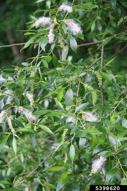 crack willow, Salix fragilis  (Salicales: Salicaceae) - 5398620