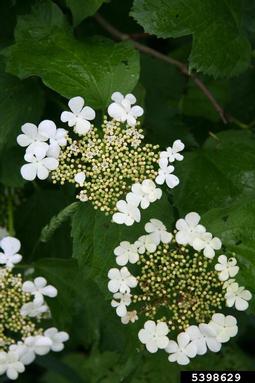 European cranberrybush, Viburnum opulus  (Dipsacales: Caprifoliaceae) - 5398629
