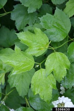 European cranberrybush, Viburnum opulus  (Dipsacales: Caprifoliaceae) - 5398630