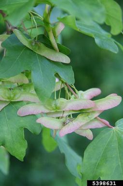 hedge maple, Acer campestre  (Sapindales: Aceraceae) - 5398631