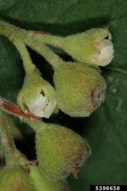cotoneaster, Cotoneaster nebrodensis  (Rosales: Rosaceae) - 5398658