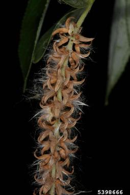 crack willow, Salix fragilis  (Salicales: Salicaceae) - 5398666