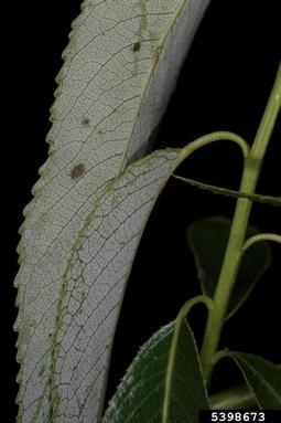 crack willow, Salix fragilis  (Salicales: Salicaceae) - 5398673