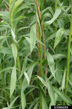 Canada goldenrod, Solidago canadensis  (Asterales: Asteraceae) - 5398699
