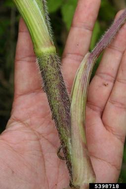 rough chervil, Chaerophyllum temulum  (Apiales: Apiaceae) - 5398718