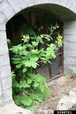 greater celandine, Chelidonium majus  (Papaverales: Papaveraceae) - 5398721