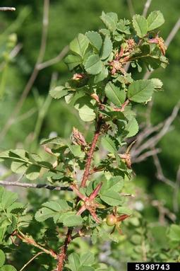 Scottish rose, Rosa spinosissima  (Rosales: Rosaceae) - 5398743