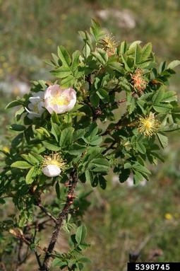 Scottish rose, Rosa spinosissima  (Rosales: Rosaceae) - 5398745