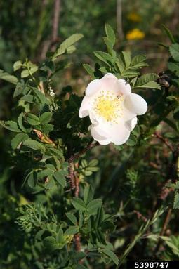 Scottish rose, Rosa spinosissima  (Rosales: Rosaceae) - 5398747