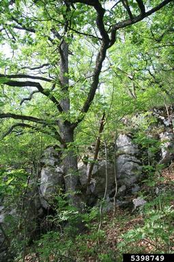 downy oak, Quercus pubescens  (Fagales: Fagaceae) - 5398749