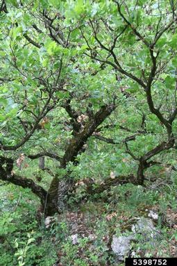 downy oak, Quercus pubescens  (Fagales: Fagaceae) - 5398752