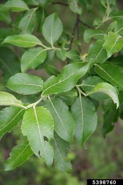 goat willow, Salix caprea  (Salicales: Salicaceae) - 5398760