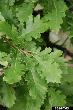 downy oak, Quercus pubescens  (Fagales: Fagaceae) - 5398763