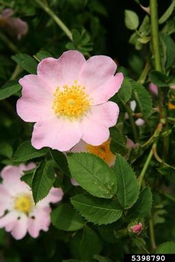 dog rose, Rosa canina  (Rosales: Rosaceae) - 5398790