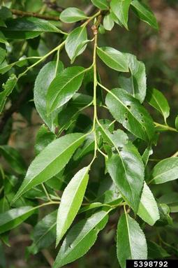 crack willow, Salix fragilis  (Salicales: Salicaceae) - 5398792