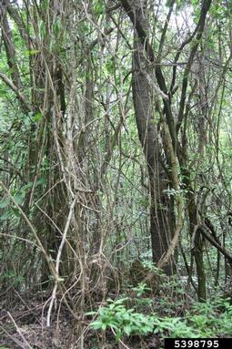evergreen clematis, Clematis vitalba  (Ranunculales: Ranunculaceae) - 5398795