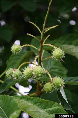common horse chestnut, Aesculus hippocastanum  (Sapindales: Hippocastanaceae) - 5398798