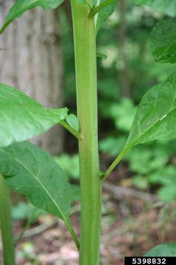 common pokeweed, Phytolacca americana  (Caryophyllales: Phytolaccaceae) - 5398832