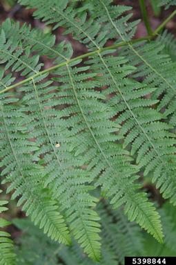 brackenfern, Pteridium aquilinum  (Polypodiales: Dennstaedtiaceae) - 5398844