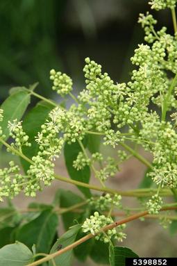 tree-of-heaven, Ailanthus altissima  (Sapindales: Simaroubaceae) - 5398852
