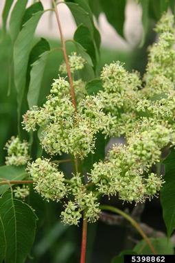 tree-of-heaven, Ailanthus altissima  (Sapindales: Simaroubaceae) - 5398862