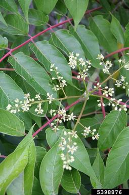 tree-of-heaven, Ailanthus altissima  (Sapindales: Simaroubaceae) - 5398876