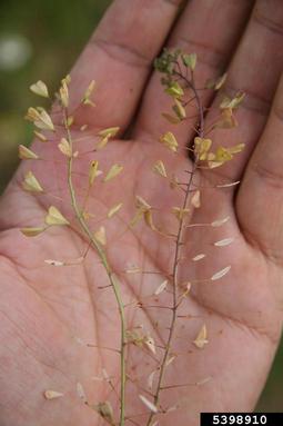 shepherd's-purse, Capsella bursa-pastoris  (Capparales: Brassicaceae) - 5398910