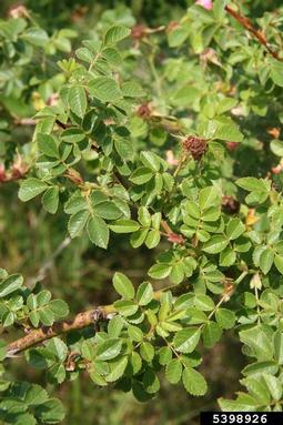 sweetbriar, Rosa rubiginosa  (Rosales: Rosaceae) - 5398926