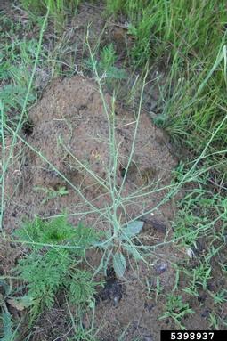 rush skeletonweed, Chondrilla juncea  (Asterales: Asteraceae) - 5398937
