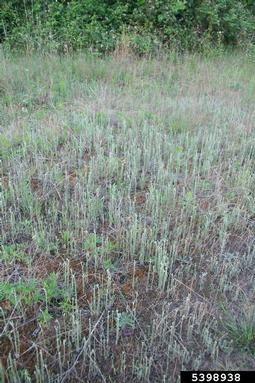 little cottonrose, Logfia minima  (Asterales: Asteraceae) - 5398938