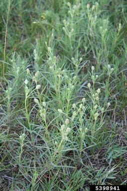 sand plantain, Plantago arenaria  (Plantaginales: Plantaginaceae) - 5398941