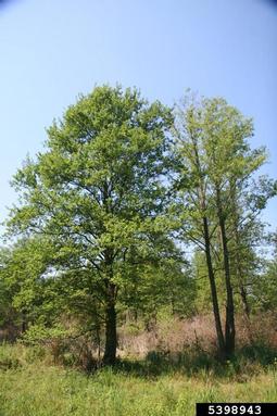 European alder, Alnus glutinosa  (Fagales: Betulaceae) - 5398943
