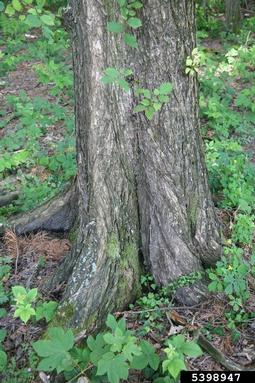 European white elm, Ulmus laevis  (Urticales: Ulmaceae) - 5398947