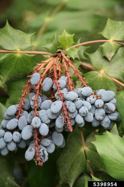 leatherleaf mahonia, Mahonia bealei  (Ranunculales: Berberidaceae) - 5398954